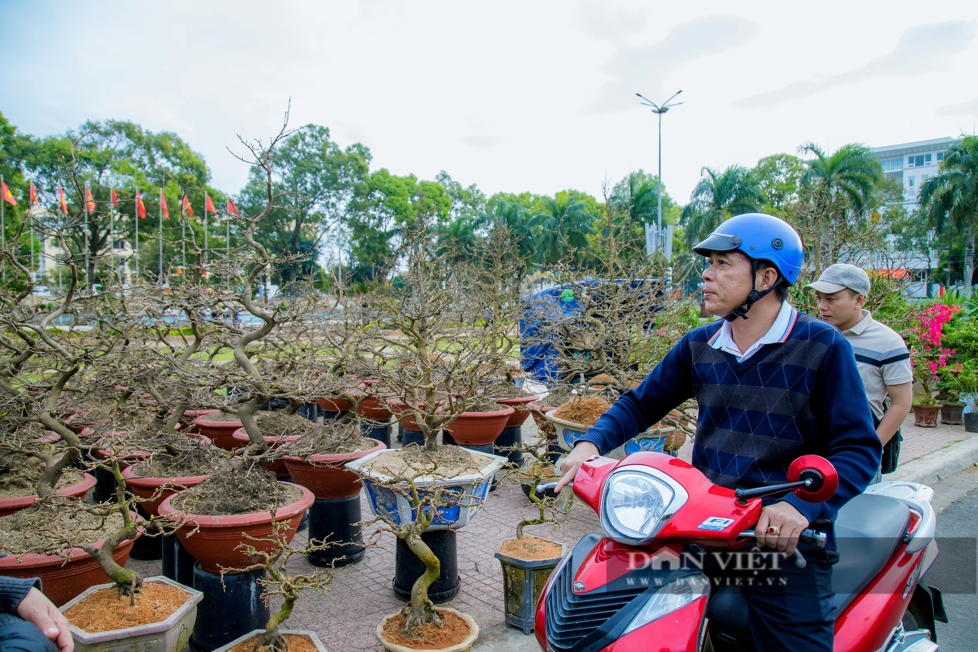 Đắk Lắk: Mai vàng “đỏng đảnh” trước cái lạnh, người trồng lao đao, thị trường chao đảo- Ảnh 6.